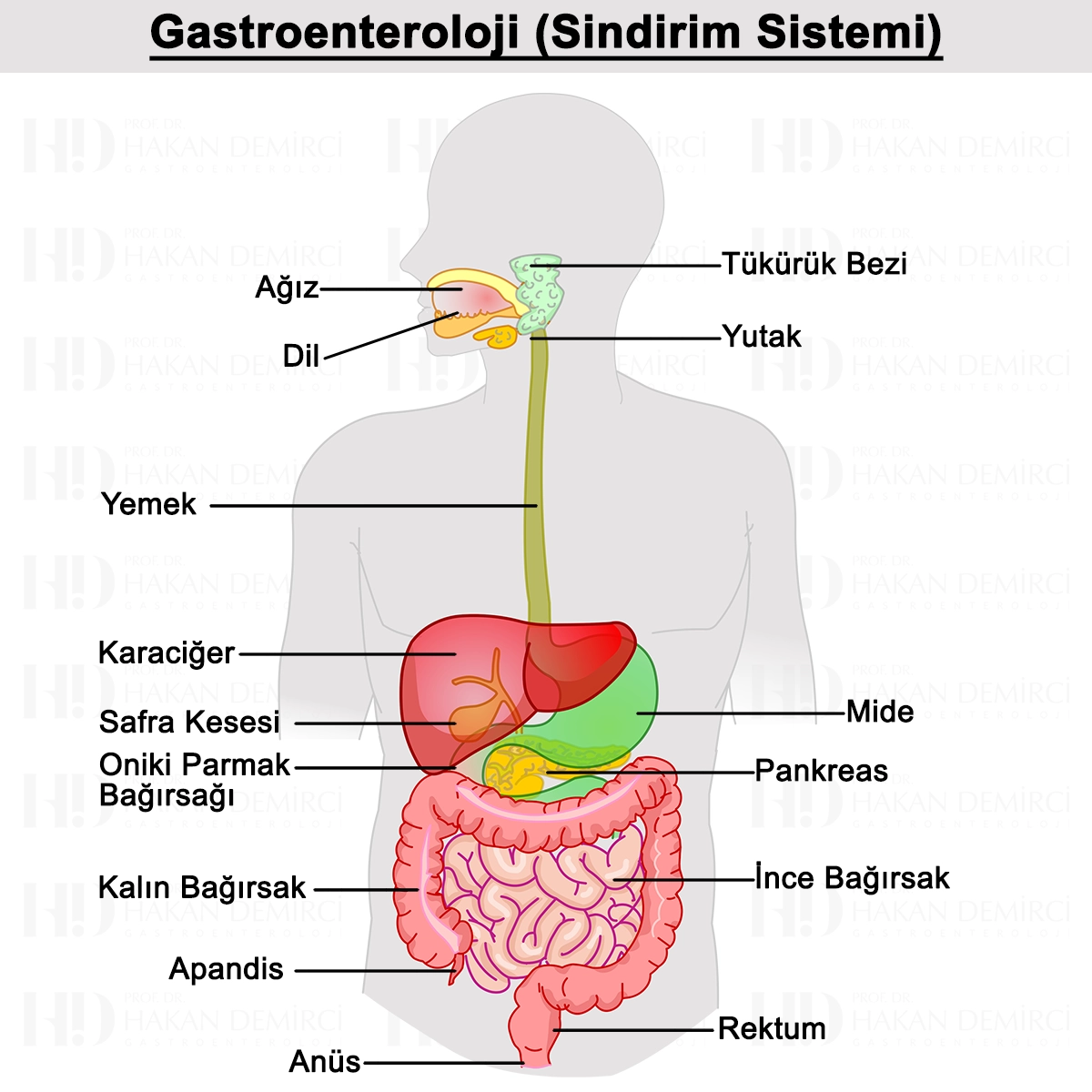 Gastroenteroloji Nedir? Tanı ve Tedavi Yöntemleri