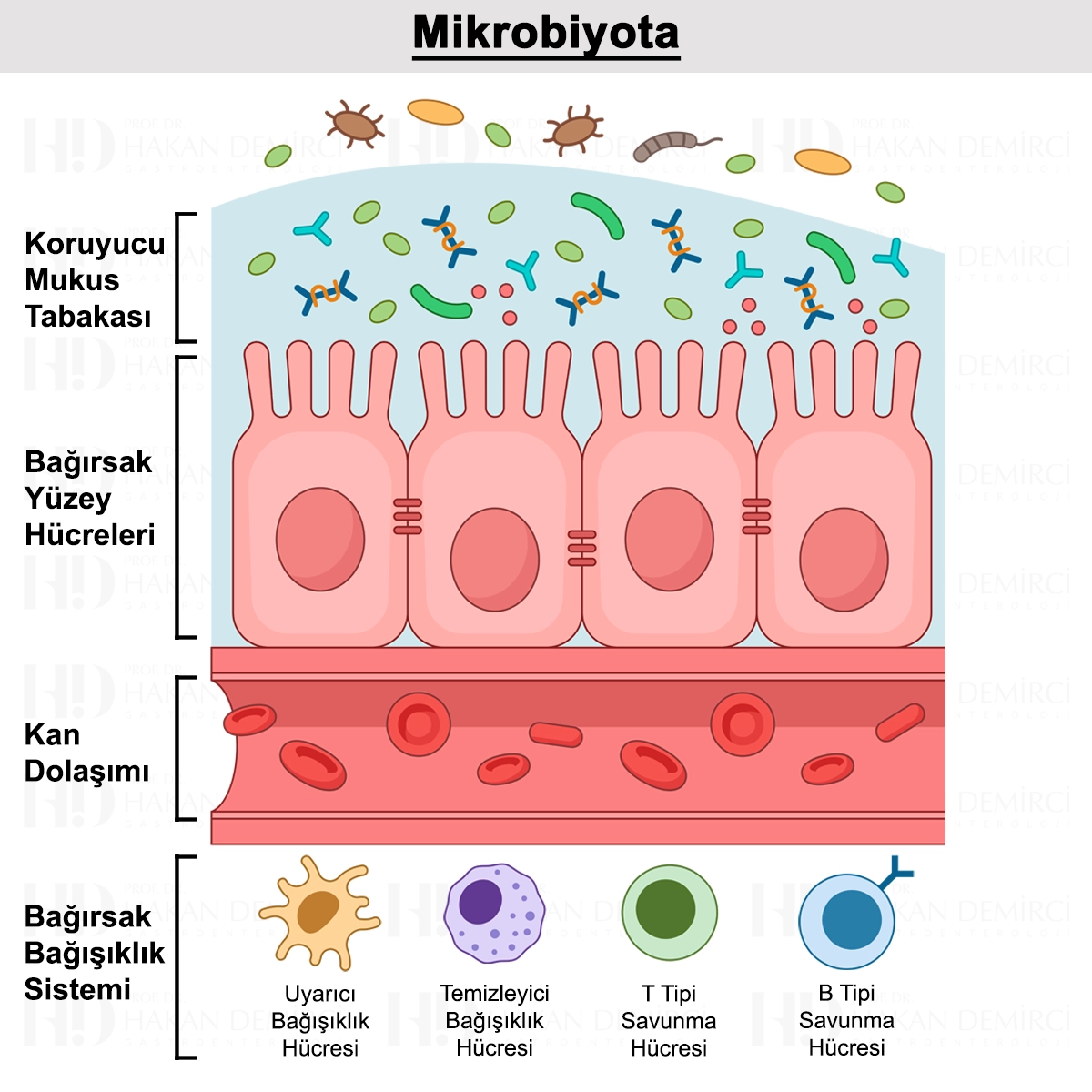 Mikrobiyota Nedir? Ne İşe Yarar? Analizi ve Testi